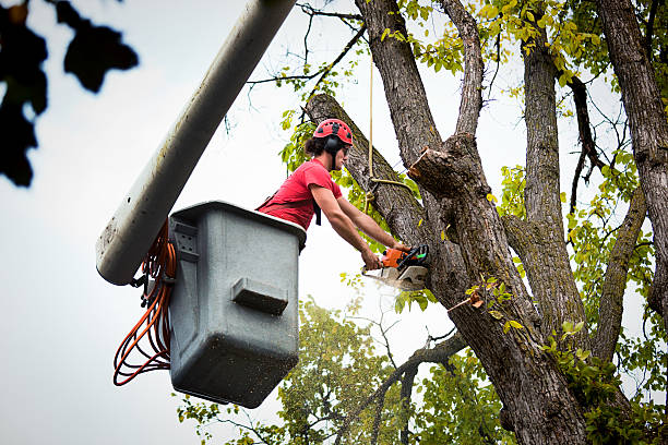 Best Tree Mulching Services  in Long Beach, WA